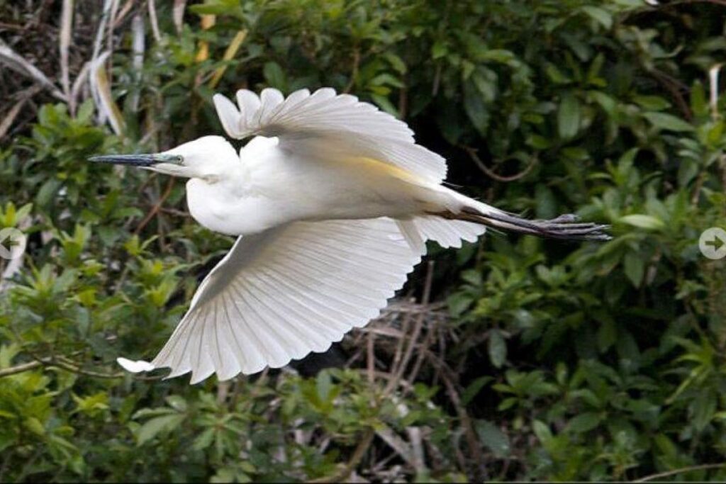 WhiteHerons