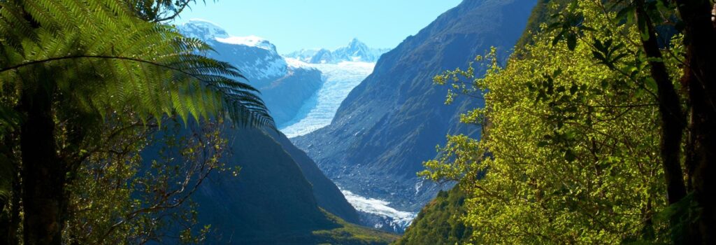 fox-glacier-forest-walk