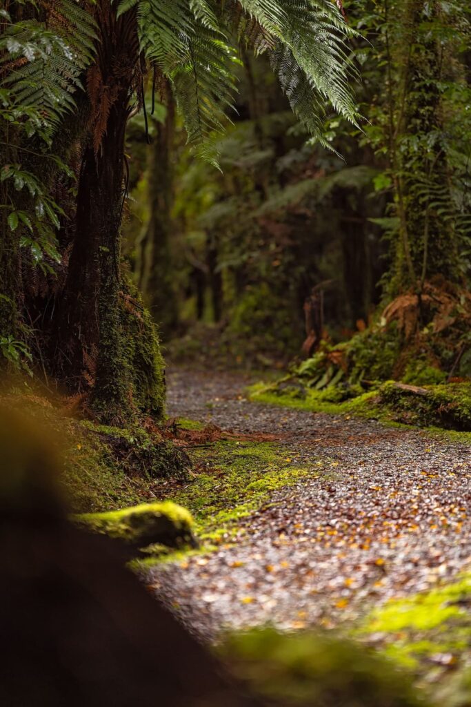 fox-glacier-walk-glow-worms (1)